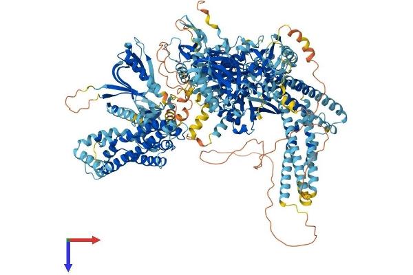 PREX2 Protein (AA 1-1606) (His tag)