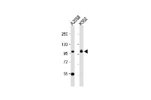 All lanes : Anti-COPG Antibody (C-term) at 1:1000 dilution Lane 1:  whole cell lysate Lane 2: K562 whole cell lysate Lysates/proteins at 20 μg per lane. (COPG Antikörper  (C-Term))