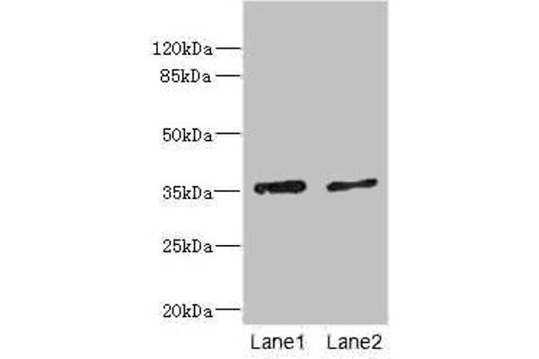 Ephrin B3 antibody  (AA 28-226)