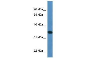 Western Blot showing Upp2 antibody used at a concentration of 1. (UPP2 Antikörper  (C-Term))
