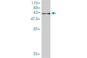 Western Blotting (WB) image for anti-Amyloid beta (A4) Precursor Protein (APP) (AA 19-305) antibody (ABIN559905)