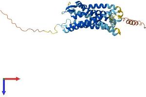 CCR6 Protein (AA 1-367) (His tag)
