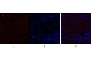 Immunofluorescence analysis of mouse kidney tissue.