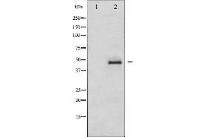 Western blot analysis of CrkII expression in COS7 whole cell lysates,The lane on the left is treated with the antigen-specific peptide. (Crk Antikörper)