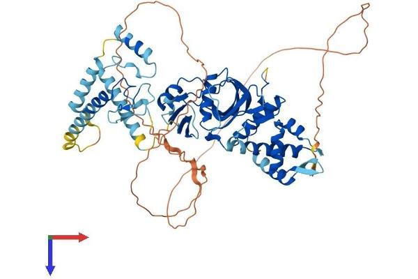 MYST2 Protein (AA 1-613) (His tag)