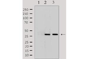 Western blot analysis of extracts from various samples, using LRG1 Antibody. (LRG1 Antikörper  (C-Term))