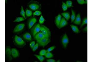 Immunofluorescence staining of A549 cells with ABIN7163609 at 1:200, counter-stained with DAPI. (PAFAH1B3 Antikörper  (AA 103-187))