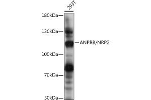 Western blot analysis of extracts of 293T cells, using ANPRB/NRP2 antibody (ABIN7268832) at 1:1000 dilution. (NPR2 Antikörper  (AA 130-320))