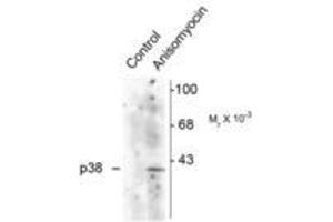 Image no. 1 for anti-Mitogen-Activated Protein Kinase 14 (MAPK14) (pThr180), (Tyr182) antibody (ABIN227260) (MAPK14 Antikörper  (pThr180, Tyr182))