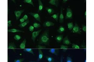 Immunofluorescence analysis of L-929 cells using HNRNPA0 Polyclonal Antibody at dilution of 1:100 (40x lens). (HNRNPA0 Antikörper)