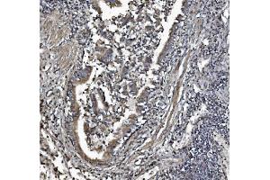 IHC analysis of REA/PHB2 using anti-REA/PHB2 antibody (ABIN7599239). (Prohibitin 2 Antikörper  (AA 1-299))