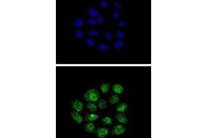 Immunofluorescence (IF) image for anti-Kruppel-Like Factor 11 (KLF11) antibody (ABIN3002716) (KLF11 Antikörper)