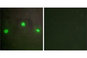 Peptide - +Immunofluorescence analysis of A549 cells, using ATRX antibody. (ATRX Antikörper  (N-Term))