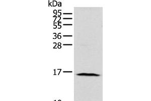 Western blot analysis of 293T cell using NUDT10 Polyclonal Antibody at dilution of 1:800 (NUDT10 Antikörper)
