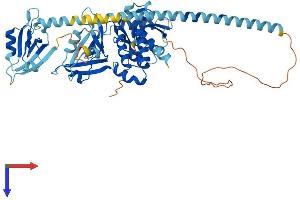 USH1C Protein (AA 1-552) (His tag)