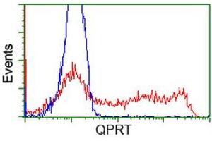 Image no. 2 for anti-Quinolinate Phosphoribosyltransferase (QPRT) antibody (ABIN1500530)