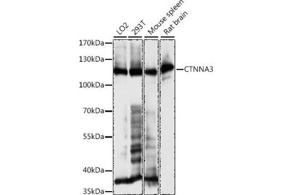 CTNNA3 抗体  (AA 1-240)