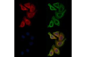 ABIN6262809 and ABIN6278267 staining Hela cells by IF/ICC. (KIF3A Antikörper  (C-Term))