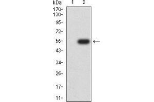 Western blot analysis using RAN mAb against HEK293 (1) and RAN (AA: 1-216)-hIgGFc transfected HEK293 (2) cell lysate. (RAN Antikörper  (AA 1-216))