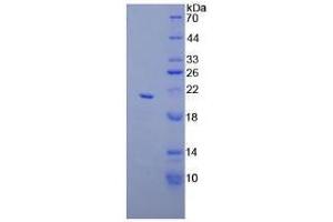 SDS-PAGE analysis of Mouse Apolipoprotein C3 Protein. (APOC3 Protein)