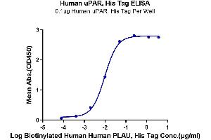 ELISA image for Plasminogen Activator, Urokinase Receptor (PLAUR) (AA 23-305) protein (His-Avi Tag) (ABIN7275407)