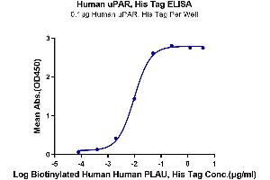 Immobilized Human uPAR, His Tag at 1 μg/mL (100 μL/well) on the plate. (PLAUR Protein (AA 23-305) (His-Avi Tag))