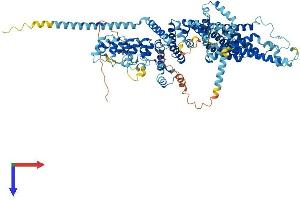 TRPC7 Protein (AA 1-862) (His tag)