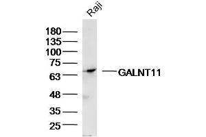 Raji Cell lysates probed with GALNT11/GalNAc-T11 Polyclonal Antibody, unconjugated  at 1:300 overnight at 4°C followed by a conjugated secondary antibody for 60 minutes at 37°C.
