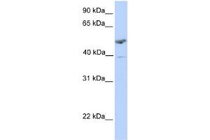 WB Suggested Anti-ST3GAL1 Antibody Titration:  0. (ST3GAL1 Antikörper  (C-Term))