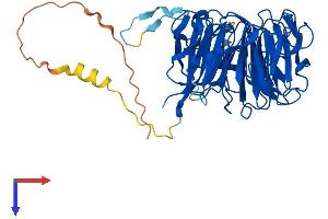 WBSCR16 Protein (AA 1-464) (His tag)