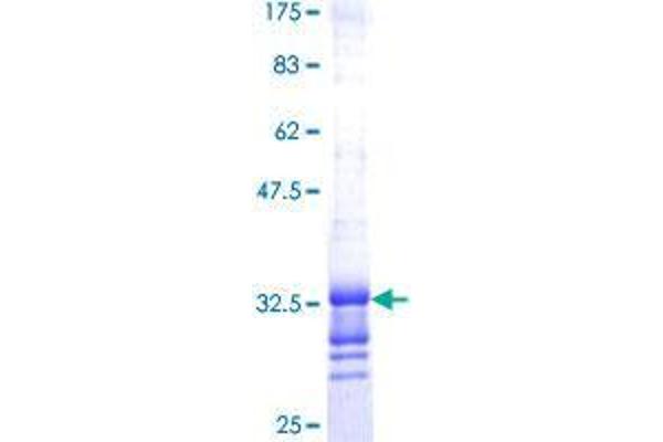 SEC61B Protein (AA 1-66) (GST tag)