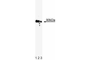Western blot analysis of Rsk on A431 cell lysate. (RPS6KA1 Antikörper  (AA 1-184))