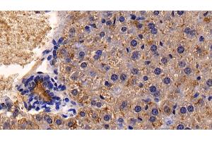 Detection of CD26 in Mouse Liver Tissue using Polyclonal Antibody to Cluster Of Differentiation 26 (CD26)