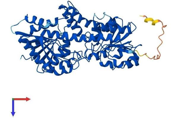 UGDH Protein (AA 1-494) (His tag)