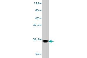 Western Blot detection against Immunogen (31. (AVPR1A Antikörper  (AA 1-52))