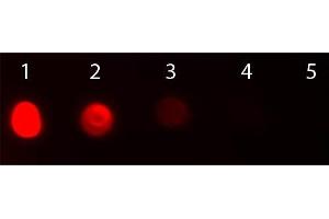 Dot Blot of Rabbit anti-Fab2 Bovine IgG Antibody Texas Red Conjugated. (Kaninchen anti-Rind (Kuh) IgG (Heavy & Light Chain) Antikörper (Texas Red (TR)) - Preadsorbed)