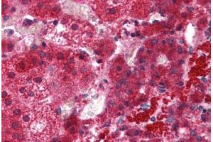 Human Adrenal: Formalin-Fixed, Paraffin-Embedded (FFPE) (EFHD1 Antikörper  (N-Term))