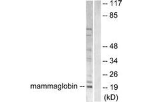 Western blot analysis of extracts from HepG2 cells, using Mammaglobin Antibody. (Mammaglobin Antikörper  (AA 41-90))