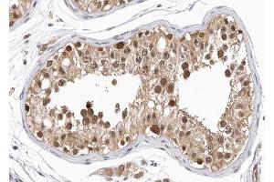 ABIN6266971 at 1/100 staining human testis tissue sections by IHC-P. (GPRASP1 Antikörper  (Internal Region))