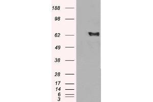 Western Blotting (WB) image for EH-Domain Containing 2 (EHD2) peptide (ABIN369793) (EH-Domain Containing 2 (EHD2) Peptid)