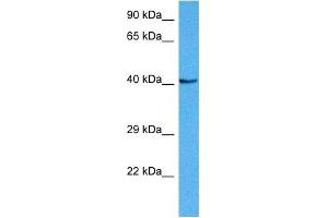 Host:  Mouse  Target Name:  NKX6-1  Sample Tissue:  Mouse Liver  Antibody Dilution:  1ug/ml (NKX6-1 Antikörper  (N-Term))