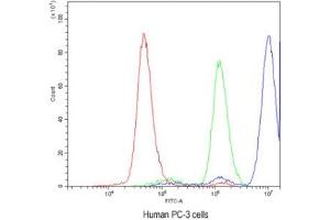 Flow Cytometry (FACS) image for anti-Adenosine Kinase (ADK) antibody (ABIN5647004)