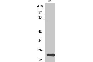 Western Blotting (WB) image for anti-N/H/K-Ras antibody (ABIN5956741) (N/H/K-Ras Antikörper)