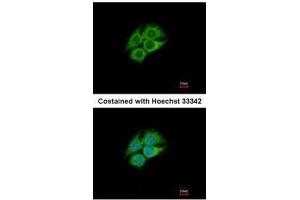 ICC/IF Image Immunofluorescence analysis of methanol-fixed Hep G2, using PANK1, antibody at 1:500 dilution. (PANK1 Antikörper)