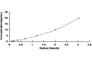 MMP2 ELISA Kit