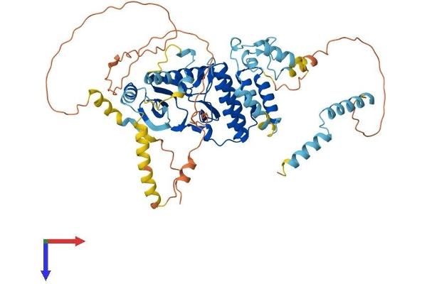RIOK1 Protein (AA 1-568) (His tag)