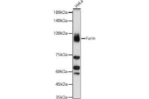 Western blot analysis of extracts of HeLa cells, using Furin antibody (ABIN6127933, ABIN6140815, ABIN6140817 and ABIN6223322) at 1:1000 dilution. (FURIN Antikörper  (AA 120-370))