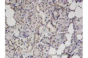 Immunoperoxidase of monoclonal antibody to S100B on formalin-fixed paraffin-embedded human salivary gland. (S100B Antikörper  (AA 1-92))