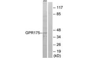 Western blot analysis of extracts from 293 cells, using GPR175 Antibody.