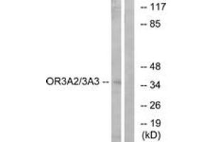Western blot analysis of extracts from MCF-7 cells, using OR3A2/3 Antibody.